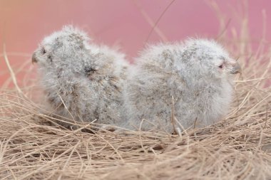 Two Javan scops owl chicks are resting in the nest. This nocturnal bird has the scientific name Otus lempiji. clipart