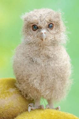 Genç bir Javan baykuşu yosun kaplı bir kayanın üzerinde solucanlarla besleniyor. Bu gece kuşunun bilimsel adı Otus lempiji..