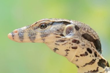 Genç, yakışıklı ve onurlu bir kurtarıcı gözetmen kertenkelenin başı. Bu sürüngenin bilimsel adı Varanus kurtarıcıdır..