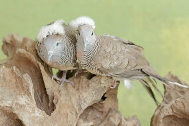 A pair of small crested turtledoves are resting on a dry tree trunk. This bird has the scientific name Geopelia striata. clipart