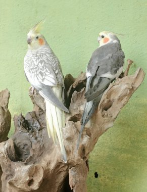 Bir çift Avustralyalı muhabbet kuşu kuru bir ağaç gövdesinde dinleniyor. Bu kancalı kuşun bilimsel adı Nymphicus hollandicus.