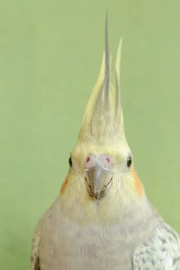 Avustralyalı bir muhabbet kuşunun yüzü dik duran bir armayla çok şık ve ağırbaşlı görünüyor. Bu kancalı kuşun bilimsel adı Nymphicus hollandicus.