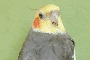 Avustralyalı bir muhabbet kuşunun yüzü dik duran bir armayla çok şık ve ağırbaşlı görünüyor. Bu kancalı kuşun bilimsel adı Nymphicus hollandicus.