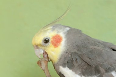 Avustralyalı bir muhabbet kuşunun yüzü dik duran bir armayla çok şık ve ağırbaşlı görünüyor. Bu kancalı kuşun bilimsel adı Nymphicus hollandicus.