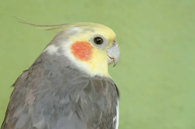 Avustralyalı bir muhabbet kuşunun yüzü dik duran bir armayla çok şık ve ağırbaşlı görünüyor. Bu kancalı kuşun bilimsel adı Nymphicus hollandicus.