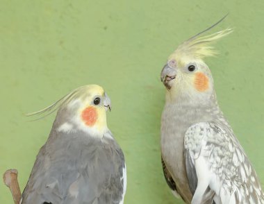 Bir çift Avustralyalı muhabbet kuşunun yüzü, dik duran bir armayla çok şık ve seçkin görünüyor. Bu kancalı kuşun bilimsel adı Nymphicus hollandicus.