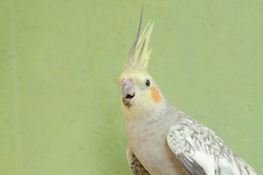 The face of an Australian parakeet that looks very dashing and dignified with a crest standing upright. This hook-billed bird has the scientific name Nymphicus hollandicus. clipart