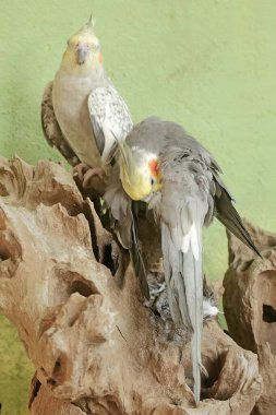 Bir çift Avustralyalı muhabbet kuşu kuru bir ağaç gövdesinde dinleniyor. Bu kancalı kuşun bilimsel adı Nymphicus hollandicus.