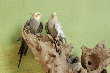 A pair of Australian parakeets are resting on a dry tree trunk. This hook-billed bird has the scientific name Nymphicus hollandicus. clipart