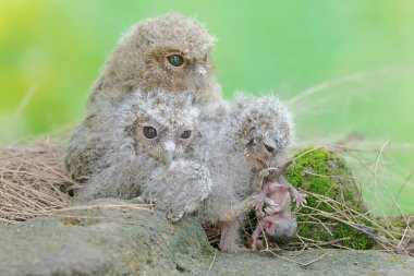 Üç genç Javan, yuvalarının yakınındaki bir fareyi avlıyor. Bu gece kuşunun bilimsel adı Otus lempiji..