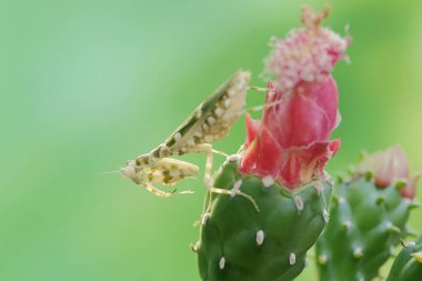 Bir peygamber devesi vahşi bir kaktüs çiçeğinde avlanır. Bu böceğin bilimsel adı Creobroter Mücevheri.