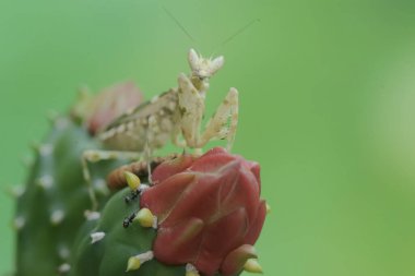 Bir peygamber devesi vahşi bir kaktüs çiçeğinde avlanır. Bu böceğin bilimsel adı Creobroter Mücevheri.