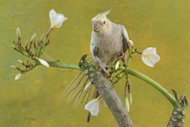 An Australian parakeet feeding on a white frangipani flower. This hook-billed bird has the scientific name Nymphicus hollandicus. clipart