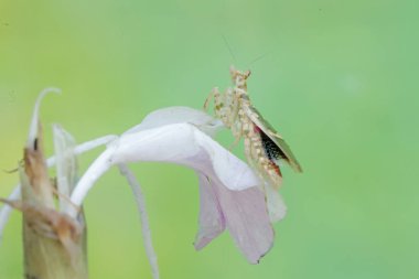 Bir peygamber devesi yabani bitki çiçeğini avlamak için avlanır. Bu böceğin bilimsel adı Creobroter Mücevheri.