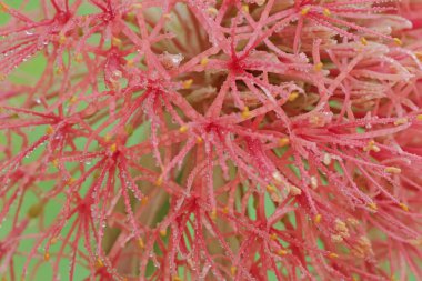 Kanlı zambak çiçeğinin güzelliği sabah çiğ taneleriyle dolup taşıyor. Parlak kırmızı çiçekli bu bitkinin bilimsel adı Scadoxus multiflorus.