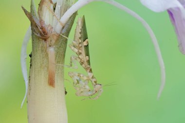 Bir peygamber devesi yabani bitki çiçeğini avlamak için avlanır. Bu böceğin bilimsel adı Creobroter Mücevheri.