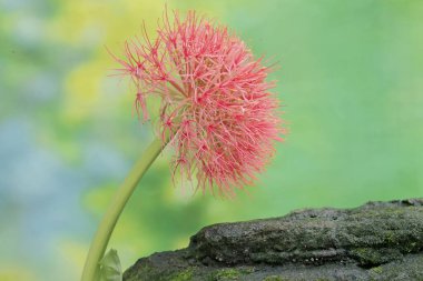 The beauty of the blood lily flower in full bloom with morning dews. This plant with bright red flowers has the scientific name Scadoxus multiflorus. clipart