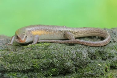 An adult common sun skink is sunbathing on a moss-covered rock. This reptile has the scientific name Mabouya multifasciata. clipart