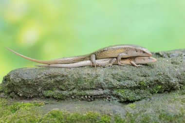 A pair of common sun skinks prepare to mate on a moss-covered rock. This reptile has the scientific name Mabouya multifasciata. clipart