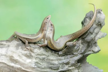 Bir çift güneş tenlisi kuru bir ağaç gövdesinde çiftleşmeye hazırlanıyor. Bu sürüngenin bilimsel adı Mabouya multifasciata..