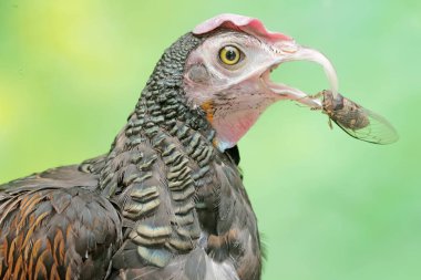 A male green Javanese junglefowl preys on a cicada. This beautifully colored bird has the scientific name Gallus varius. clipart