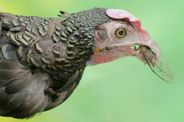 Erkek yeşil bir Java orman kuşu ağustos böceğini avlıyor. Bu güzel renkli kuşun bilimsel adı Gallus Varius..