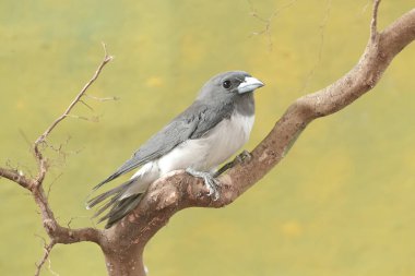 A white-breasted woodswallow forages on a dry tree trunk. This bird has the scientific name Artamus leucorynchus. clipart