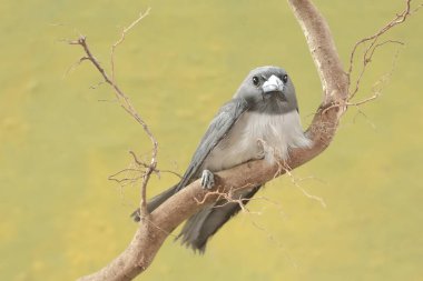 A white-breasted woodswallow forages on a dry tree trunk. This bird has the scientific name Artamus leucorynchus. clipart