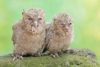İki genç Javan baykuşu cırcır böceklerini avlıyor. Bu gece kuşunun bilimsel adı Otus lempiji..
