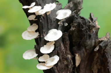 Colonies of white wild mushrooms growing on weathered tree trunks. clipart