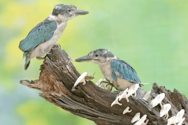 Two young collared kingfisher are hunting small insects on a rotten log. This long and strong beaked bird has the scientific name Todirhamhus chloris. clipart