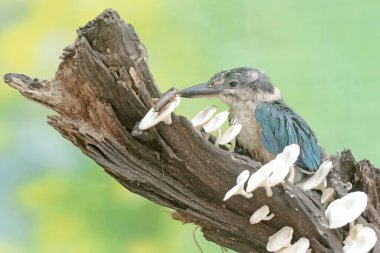 A young collared kingfisher is hunting small insects on a rotten log. This long and strong beaked bird has the scientific name Todirhamhus chloris. clipart