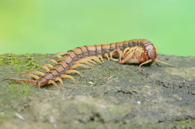 Cırcır böceğini yemeye hazır bir kırkayak. Bu çoklu bacaklı hayvanın bilimsel adı Scolopendra Morsitans..