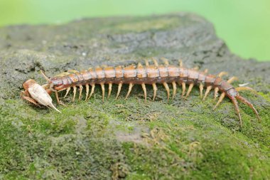 Cırcır böceğini yemeye hazır bir kırkayak. Bu çoklu bacaklı hayvanın bilimsel adı Scolopendra Morsitans..