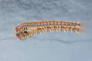 Cam zeminde cırcır böceğini avlayan bir kırkayağın güzel yansıması. Bu çoklu bacaklı hayvanın bilimsel adı Scolopendra Morsitans..