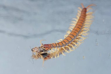Cam zeminde cırcır böceğini avlayan bir kırkayağın güzel yansıması. Bu çoklu bacaklı hayvanın bilimsel adı Scolopendra Morsitans..