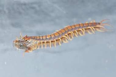Cam zeminde cırcır böceğini avlayan bir kırkayağın güzel yansıması. Bu çoklu bacaklı hayvanın bilimsel adı Scolopendra Morsitans..