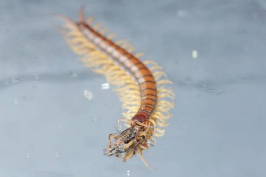 Cam zeminde cırcır böceğini avlayan bir kırkayağın güzel yansıması. Bu çoklu bacaklı hayvanın bilimsel adı Scolopendra Morsitans..