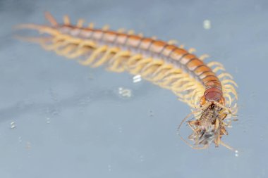 Cam zeminde cırcır böceğini avlayan bir kırkayağın güzel yansıması. Bu çoklu bacaklı hayvanın bilimsel adı Scolopendra Morsitans..