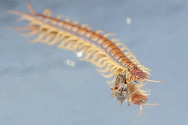 Cam zeminde cırcır böceğini avlayan bir kırkayağın güzel yansıması. Bu çoklu bacaklı hayvanın bilimsel adı Scolopendra Morsitans..