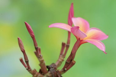 Frangipani çiçeklerinin çiçek açmasının güzelliği. Bu çiçeğin bilimsel adı Plumeria sp.