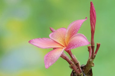 Frangipani çiçeklerinin çiçek açmasının güzelliği. Bu çiçeğin bilimsel adı Plumeria sp.