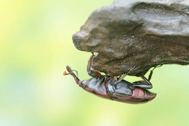 Çürümüş bir ağaç gövdesinde yiyecek arayan kırmızı bir hurma buğday biti ya da Asya palmiyesi. Bu böceğin bilimsel adı Rhynchophorus ferrugineus..