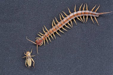 Cırcır böceğini avlamaya hazır bir kırkayak. Bu çoklu bacaklı hayvanın bilimsel adı Scolopendra Morsitans..