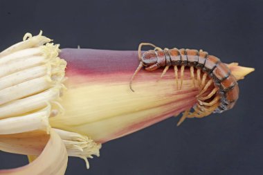 Bir kırkayak yabani muz çiçeklerindeki küçük böcekleri avlar. Bu çoklu bacaklı hayvanın bilimsel adı Scolopendra Morsitans..