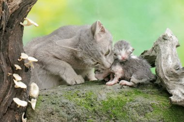 Anne bir kedi yavrusunu daha güvenli bir yere götürüyor. Sık sık evcil hayvan olarak kullanılan bu memelinin bilimsel adı Felis catus 'tur..