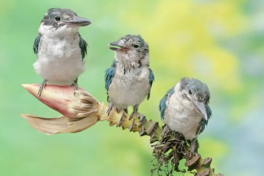 Three young collared kingfishers are hunting small animals in wild banana flowers. This long and strong beaked bird has the scientific name Todirhamhus chloris. clipart