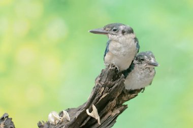 Çürümüş bir ağaç gövdesinde dinlenen yakalı genç bir balıkçı. Bu uzun ve güçlü gagalı kuşun bilimsel adı Todirhamhus chloris..