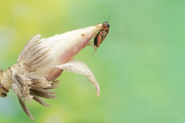 A field cricket is eating a wild banana flower. This insect has the scientific name Gryllus campestris. clipart