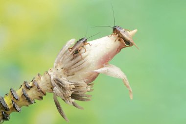 Two field crickets are eating a wild banana flower. This insect has the scientific name Gryllus campestris. clipart